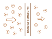 Mikrobiom1